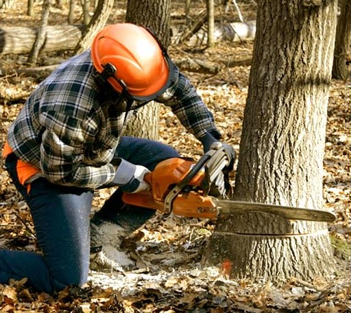 Tree Removal in Bannister, MI